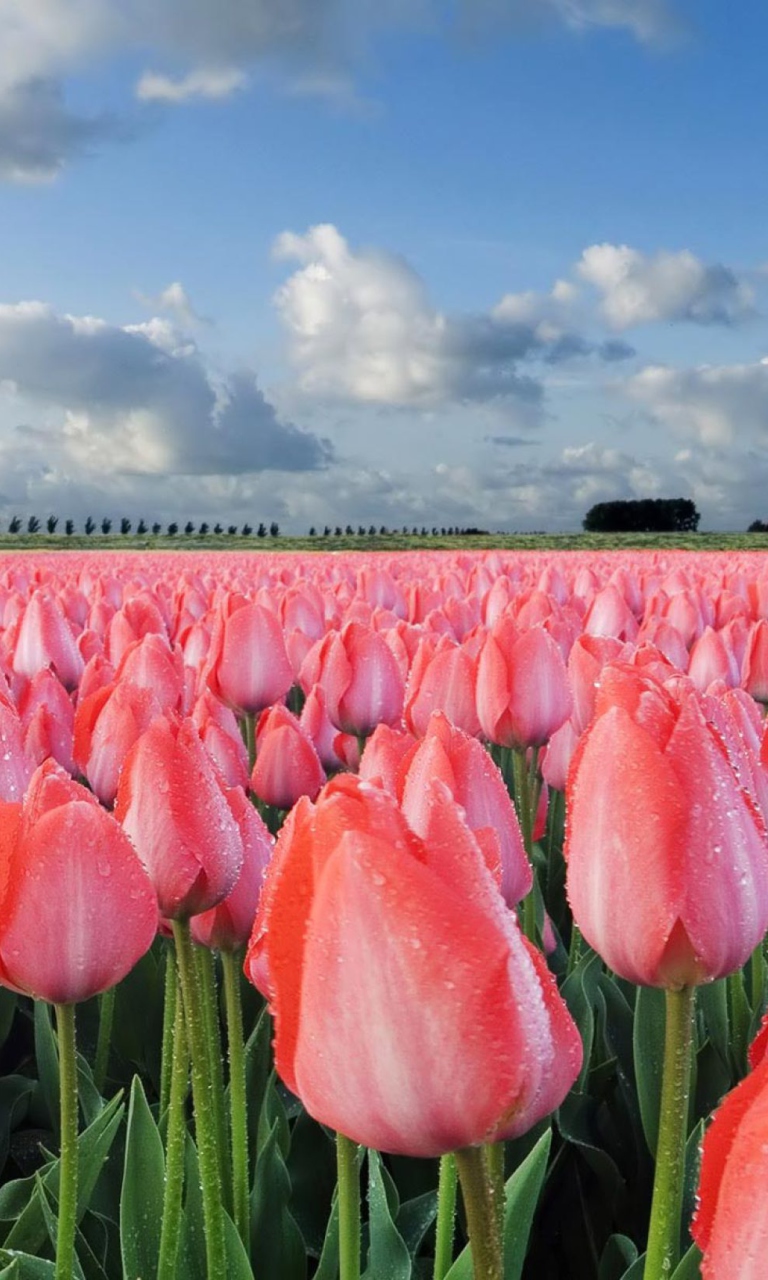 Screenshot №1 pro téma Field Of Tulips 768x1280