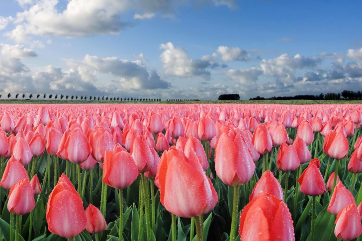 Field Of Tulips wallpaper
