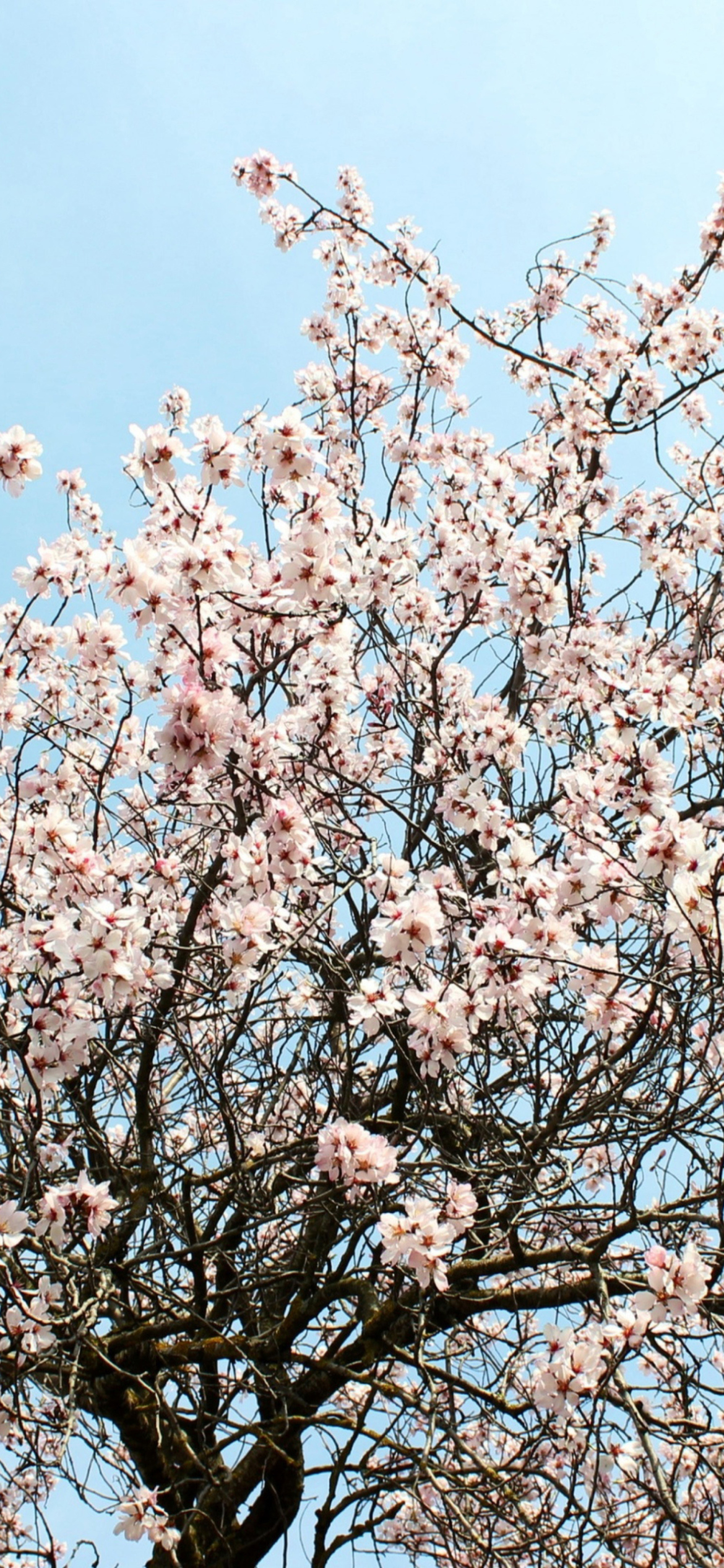 Sfondi Spring Blossom 1170x2532