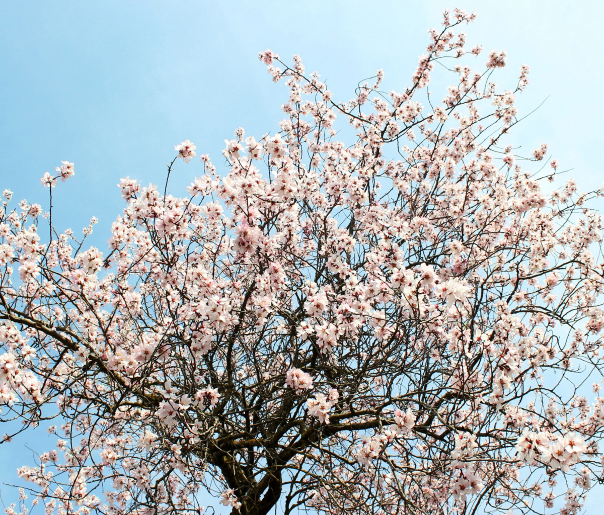 Spring Blossom wallpaper 1200x1024