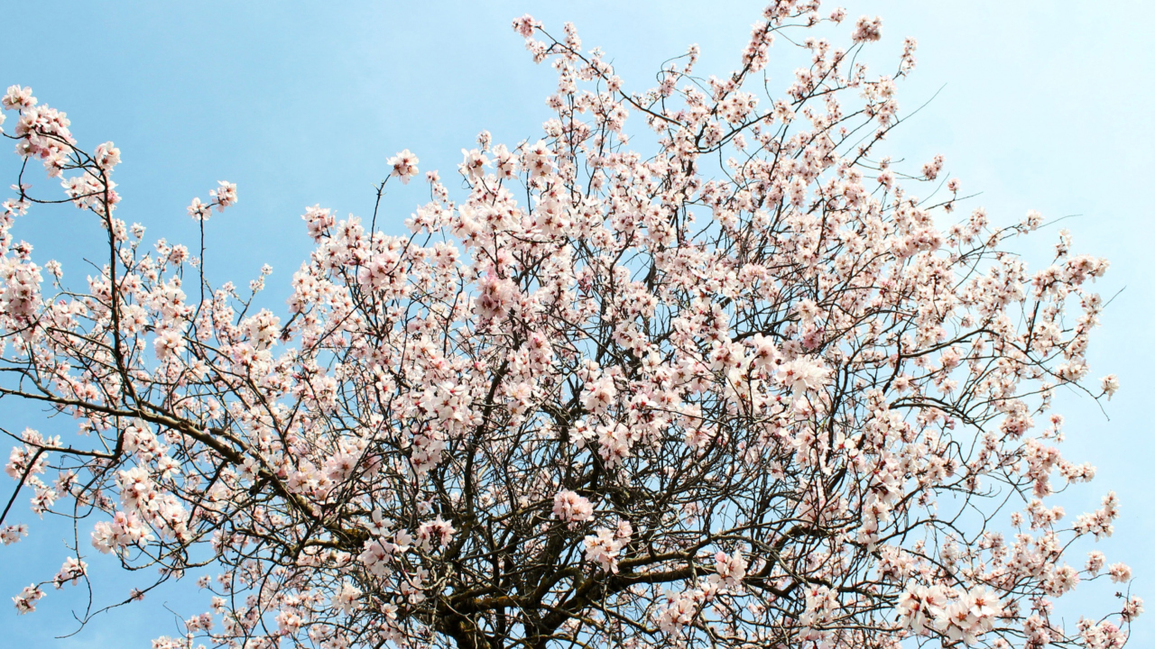 Sfondi Spring Blossom 1280x720