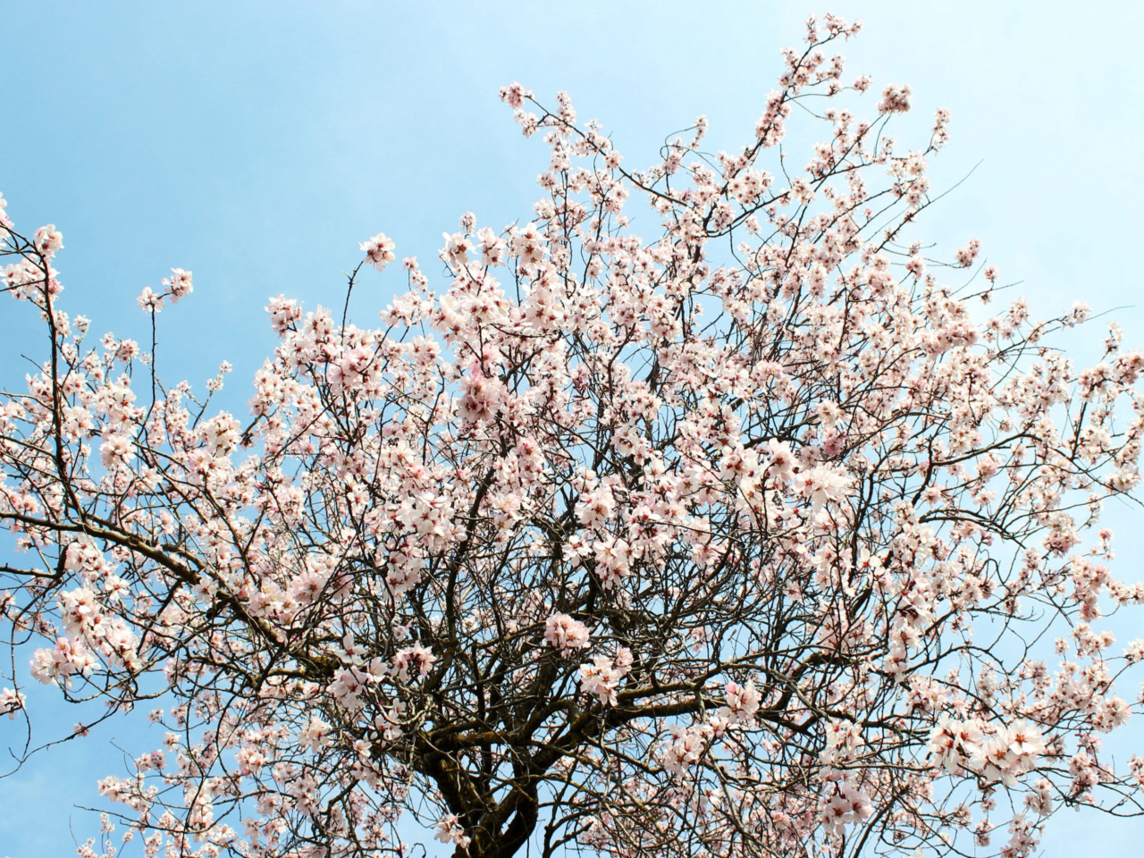 Sfondi Spring Blossom 1280x960
