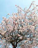 Das Spring Blossom Wallpaper 128x160