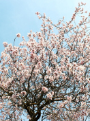 Fondo de pantalla Spring Blossom 132x176