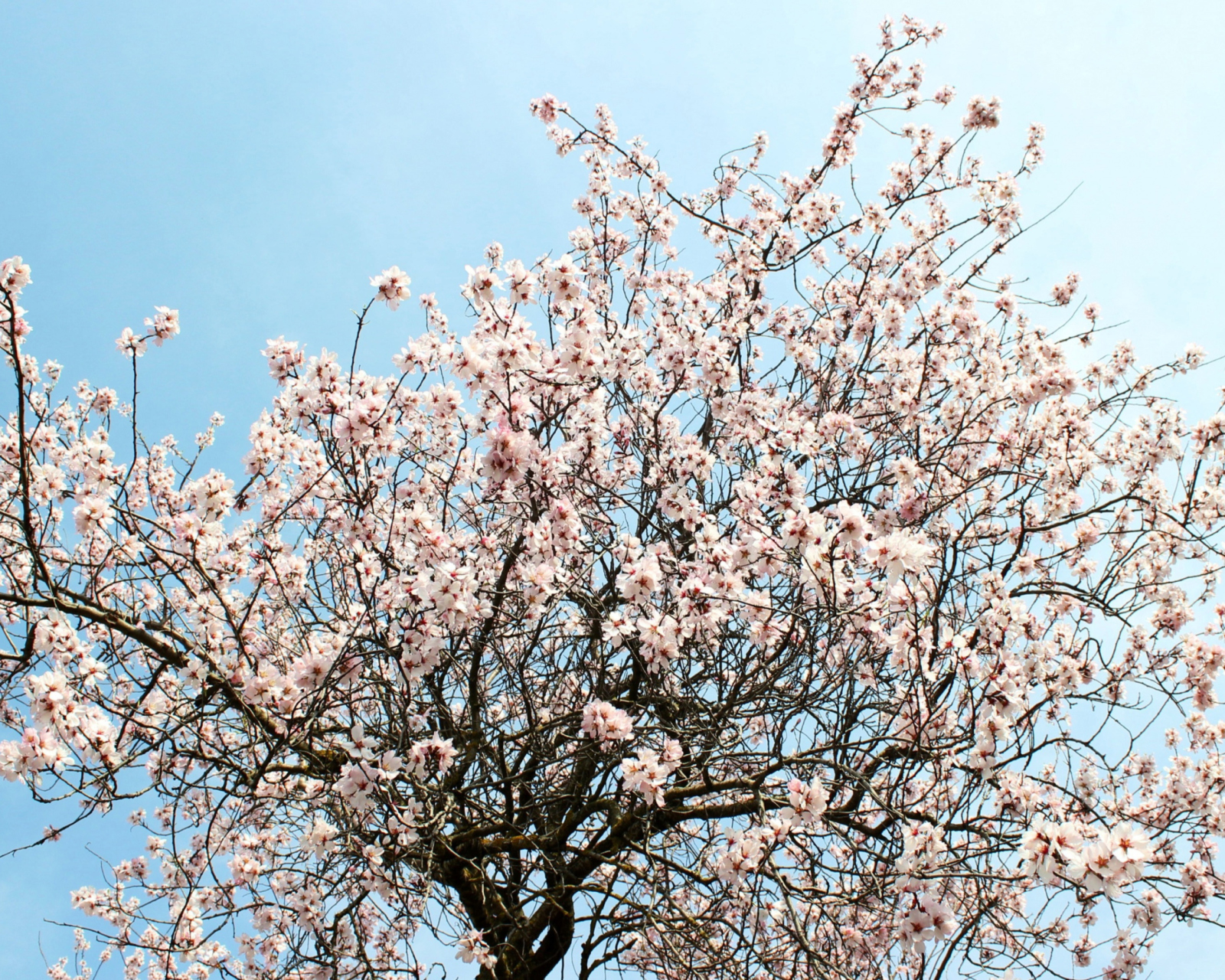 Das Spring Blossom Wallpaper 1600x1280