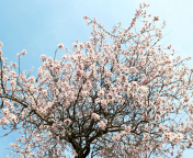 Fondo de pantalla Spring Blossom 176x144