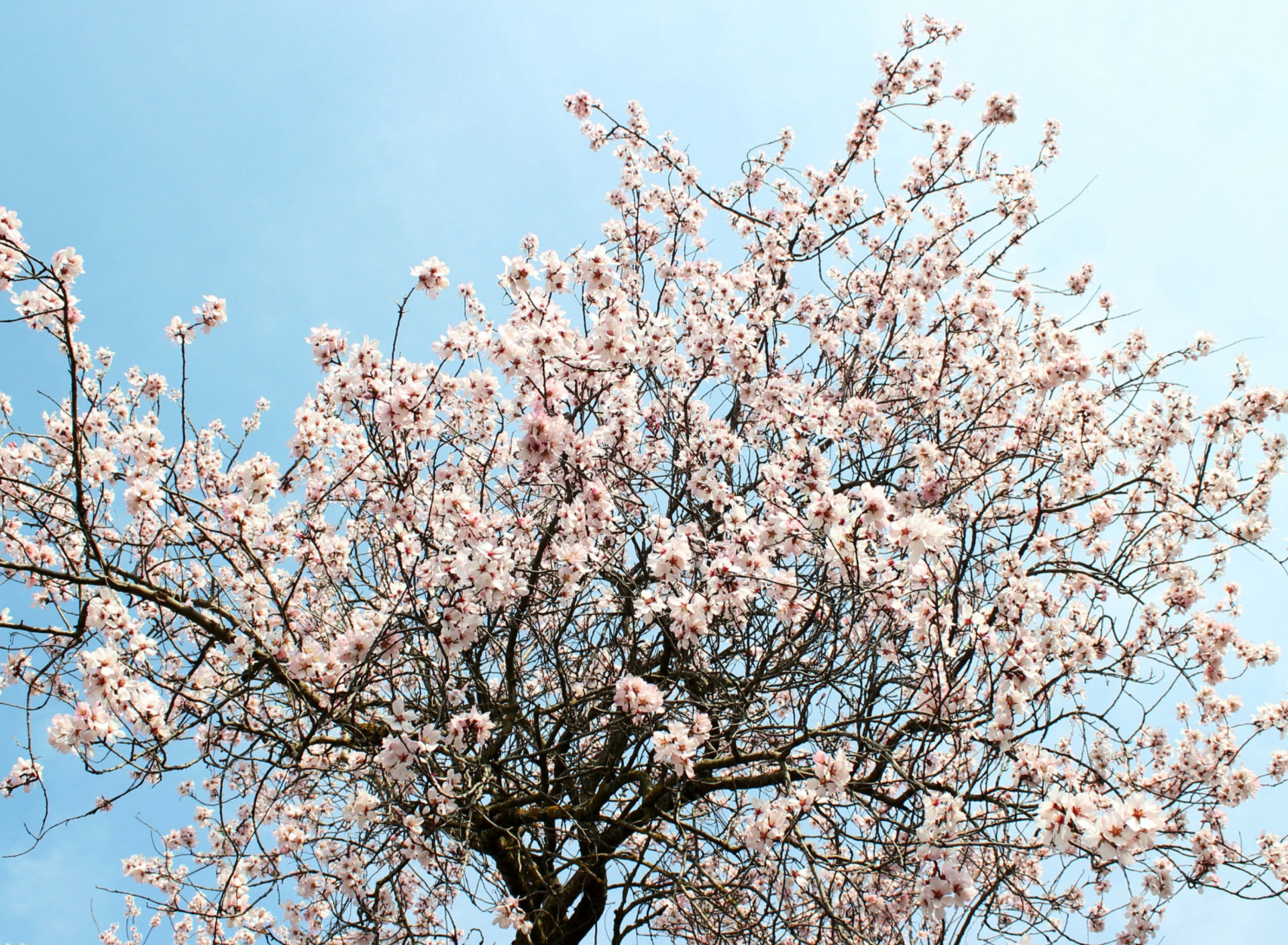 Das Spring Blossom Wallpaper 1920x1408