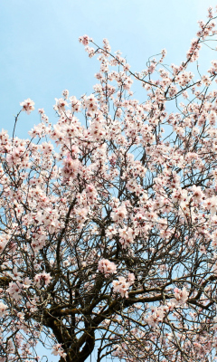 Das Spring Blossom Wallpaper 240x400