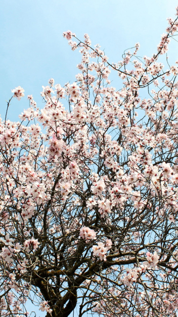 Das Spring Blossom Wallpaper 360x640