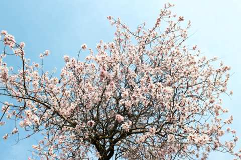 Das Spring Blossom Wallpaper 480x320