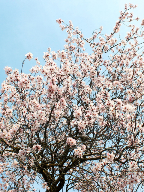 Fondo de pantalla Spring Blossom 480x640