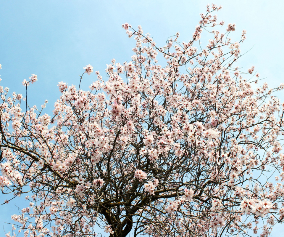 Das Spring Blossom Wallpaper 960x800