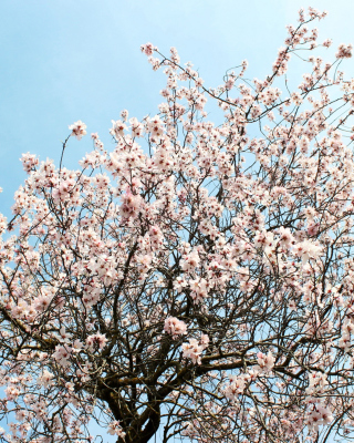 Spring Blossom sfondi gratuiti per iPhone 4S