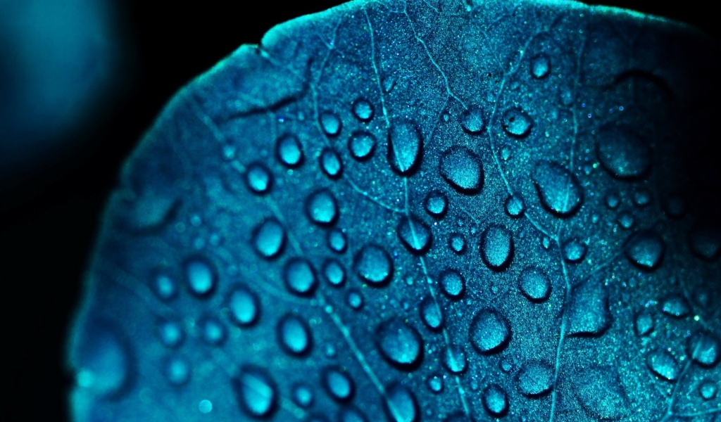 Sfondi Macro Water Drops On Blue Leaf 1024x600