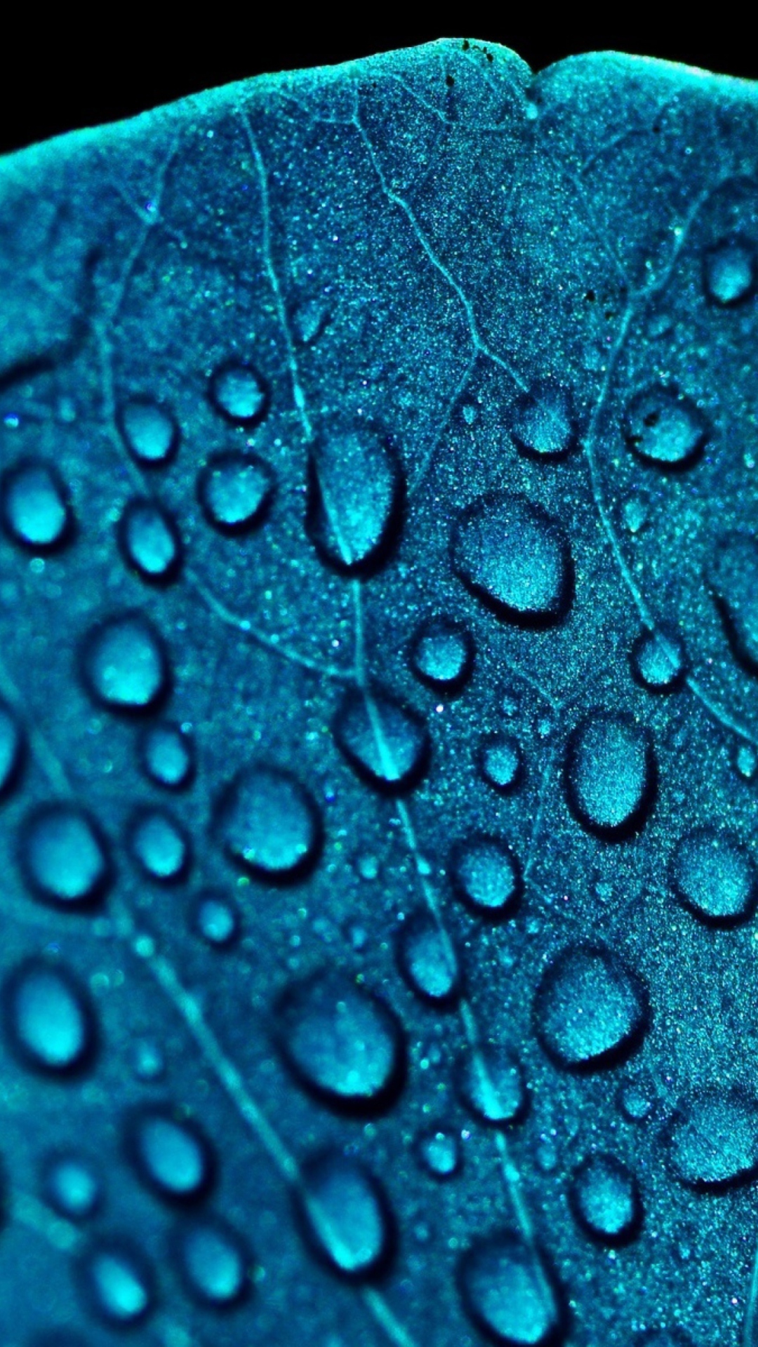Macro Water Drops On Blue Leaf wallpaper 1080x1920