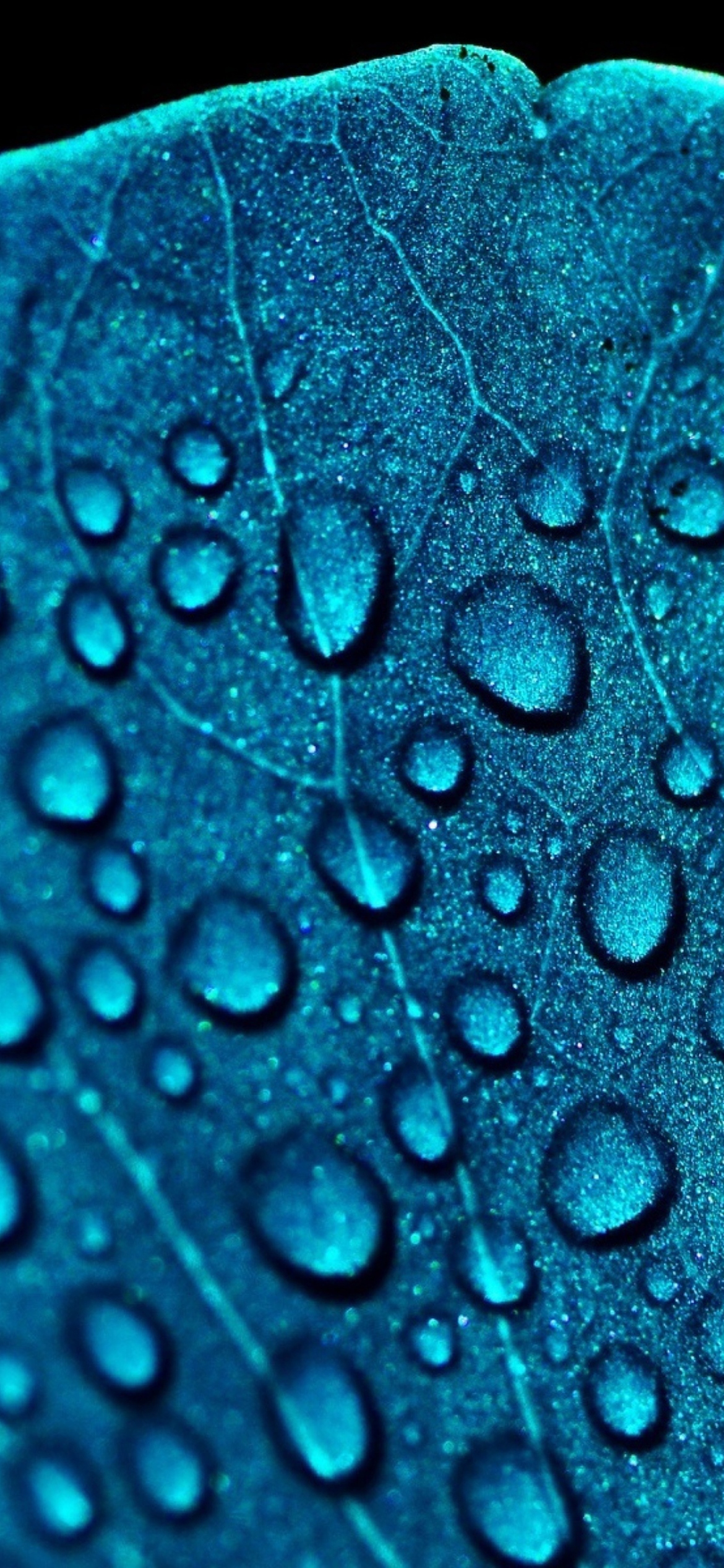Macro Water Drops On Blue Leaf wallpaper 1170x2532