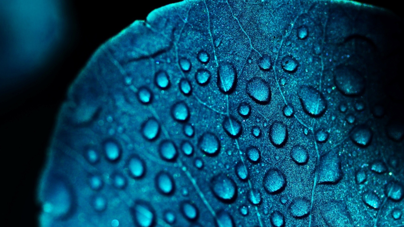 Das Macro Water Drops On Blue Leaf Wallpaper 1366x768