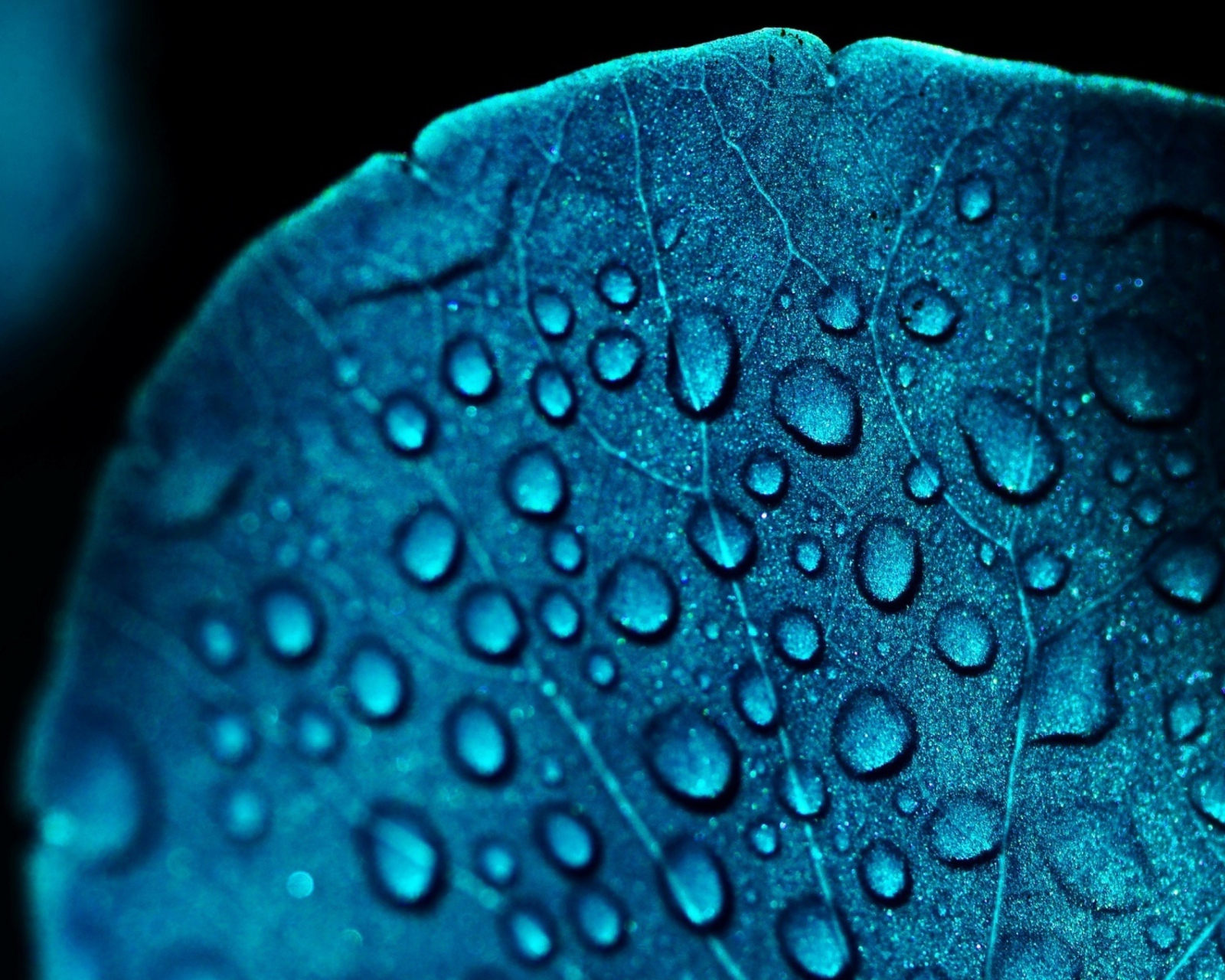 Обои Macro Water Drops On Blue Leaf 1600x1280