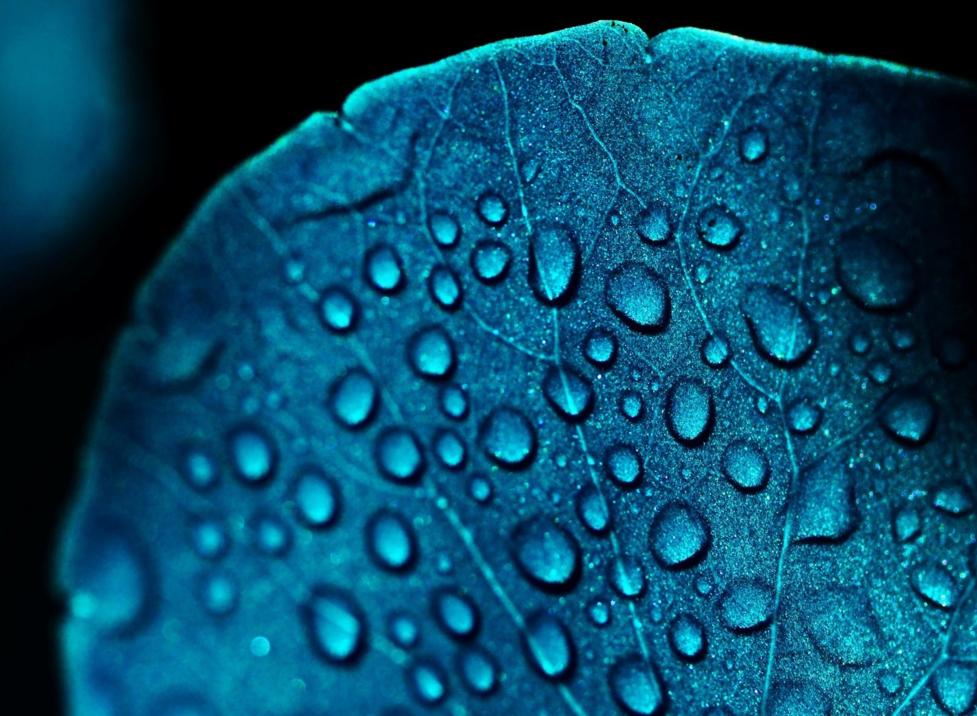 Обои Macro Water Drops On Blue Leaf 1920x1408