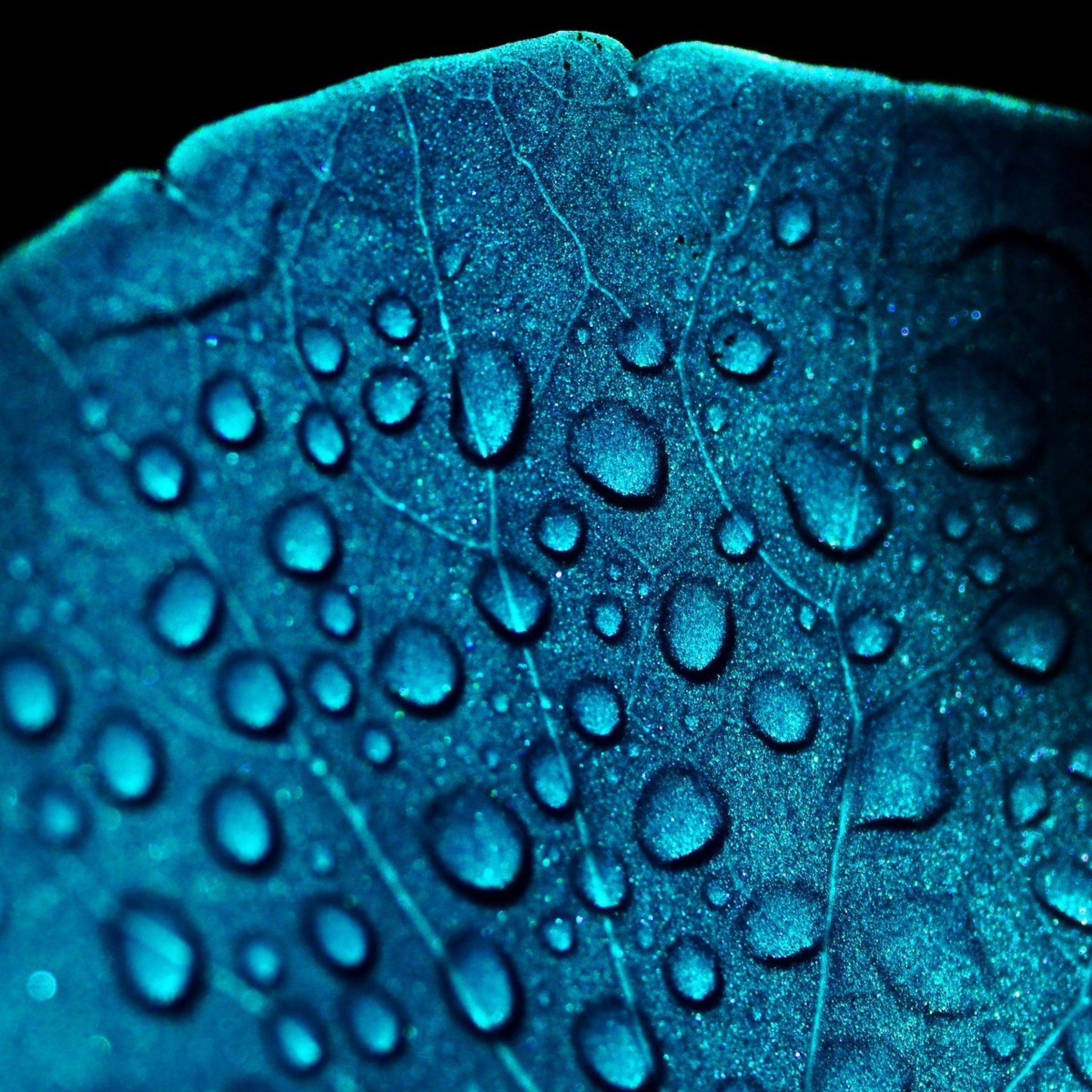 Обои Macro Water Drops On Blue Leaf 2048x2048