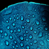 Sfondi Macro Water Drops On Blue Leaf 208x208
