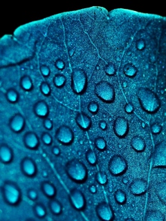 Sfondi Macro Water Drops On Blue Leaf 240x320