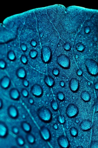 Fondo de pantalla Macro Water Drops On Blue Leaf 320x480