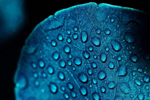 Обои Macro Water Drops On Blue Leaf 480x320