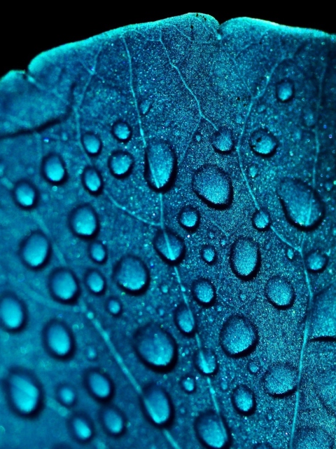 Macro Water Drops On Blue Leaf wallpaper 480x640
