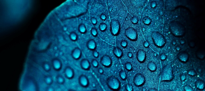 Das Macro Water Drops On Blue Leaf Wallpaper 720x320