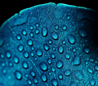 Macro Water Drops On Blue Leaf - Obrázkek zdarma pro 208x208