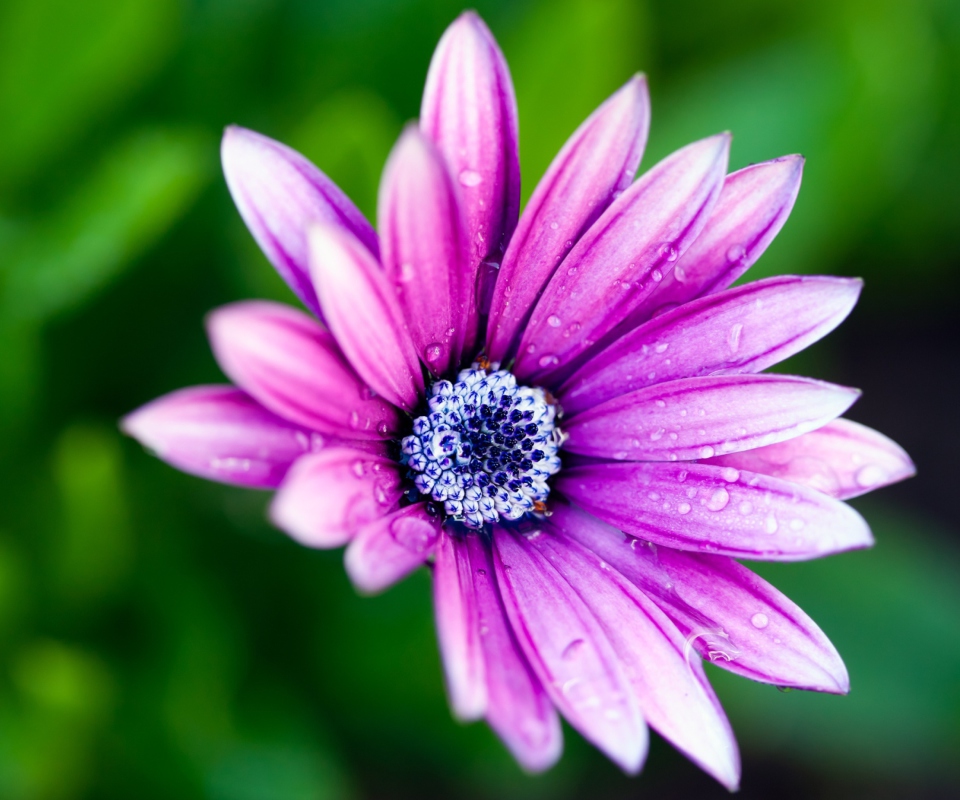 Das Wet Daisy Wallpaper 960x800