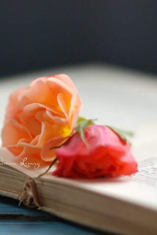 Das Book Of Roses Wallpaper 320x480