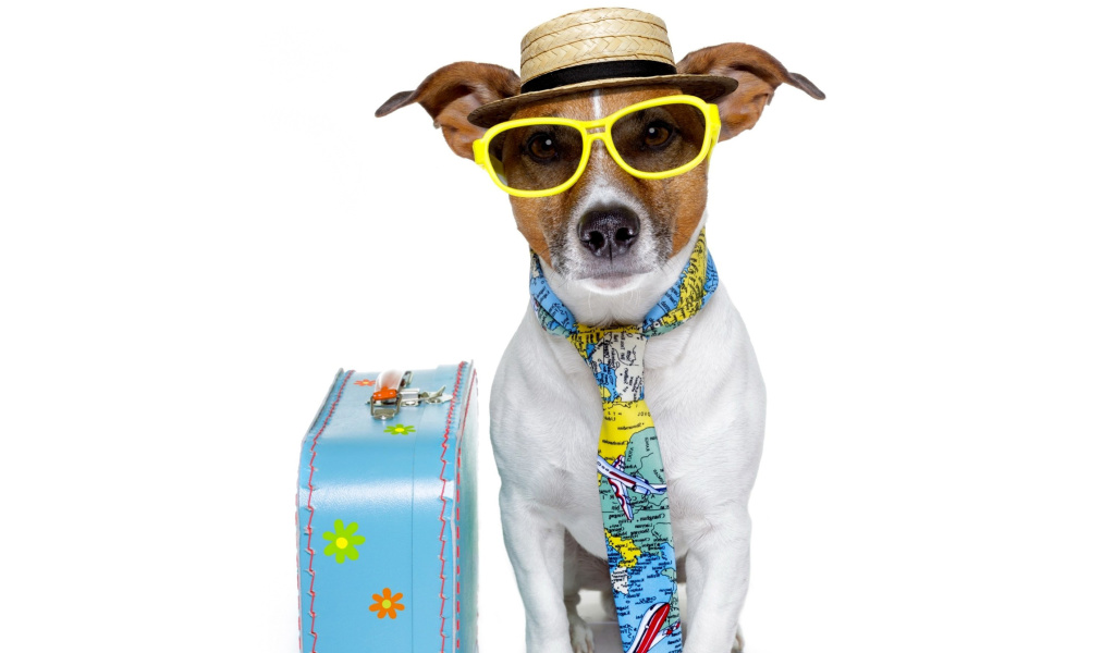 Funny dog going on holiday wallpaper 1024x600