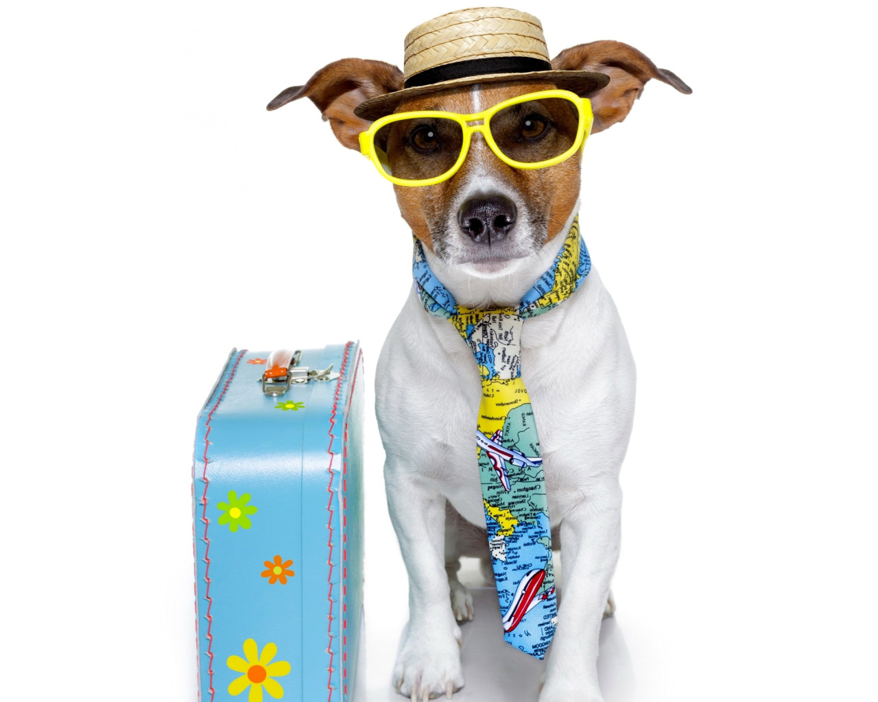 Funny dog going on holiday wallpaper 1280x1024