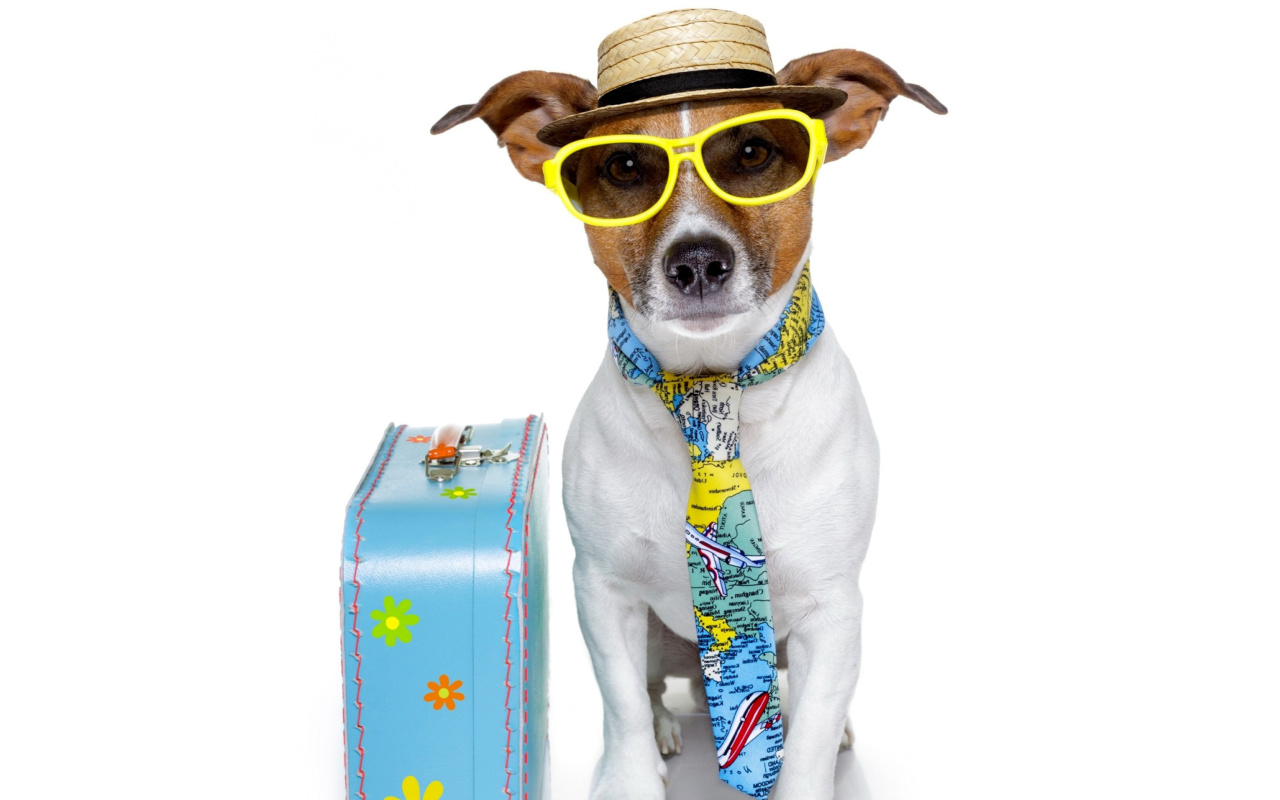 Funny dog going on holiday wallpaper 1280x800