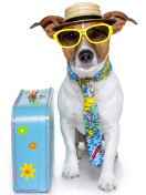 Das Funny dog going on holiday Wallpaper 132x176