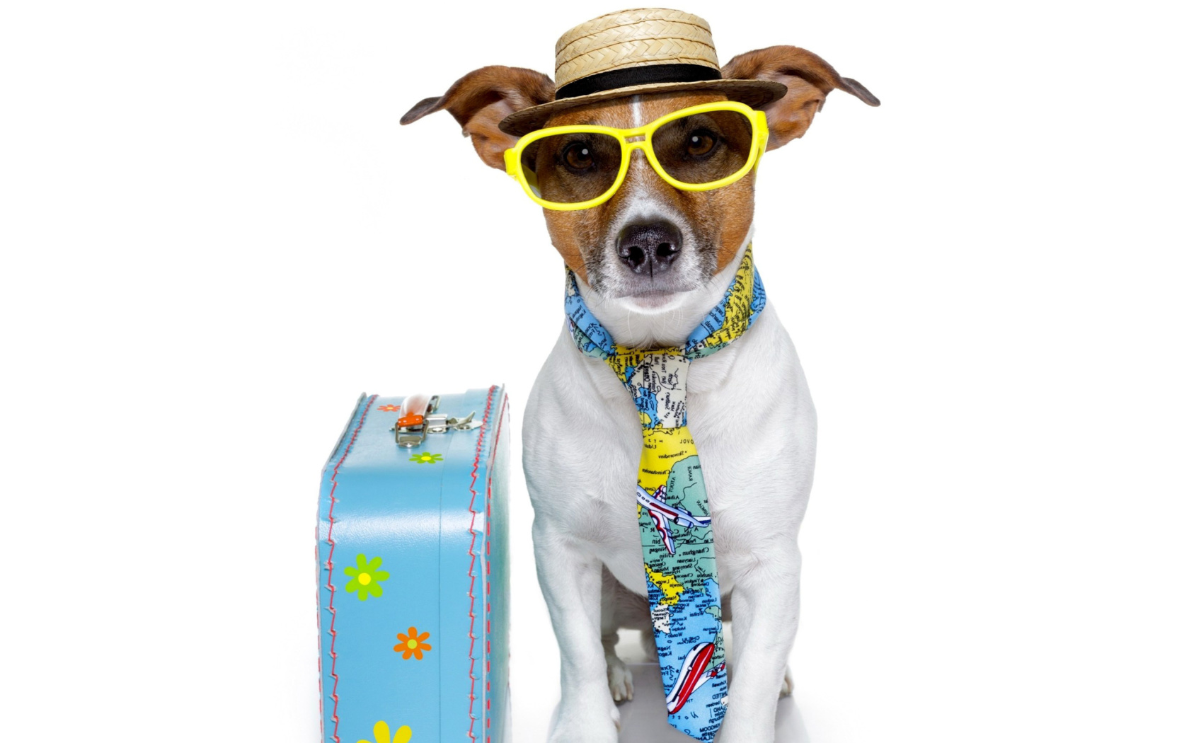 Funny dog going on holiday wallpaper 1680x1050