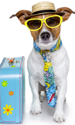 Funny dog going on holiday wallpaper 240x400