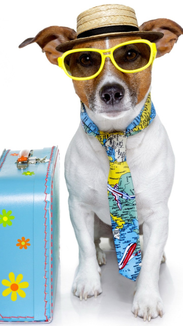 Das Funny dog going on holiday Wallpaper 360x640