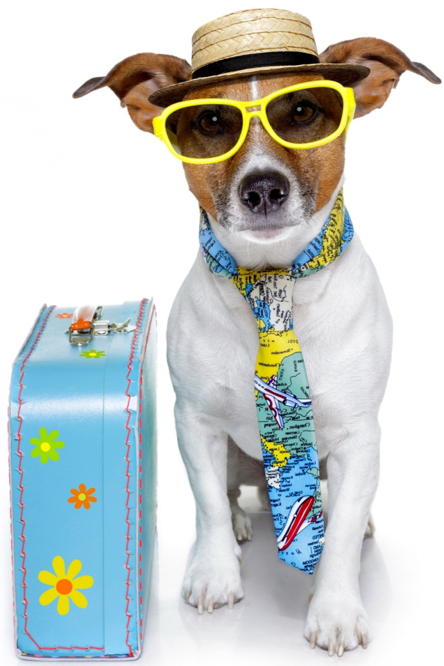 Funny dog going on holiday wallpaper 640x960
