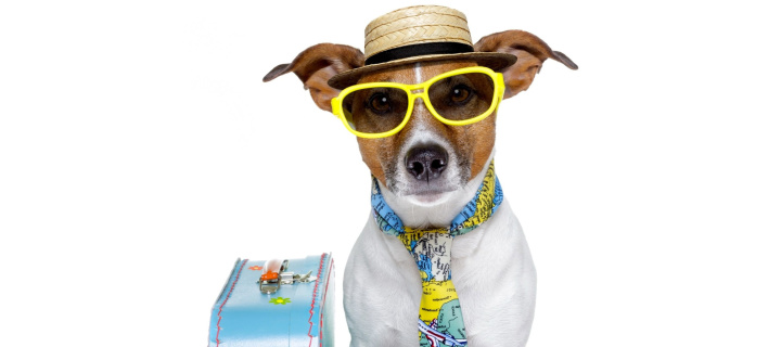 Funny dog going on holiday wallpaper 720x320
