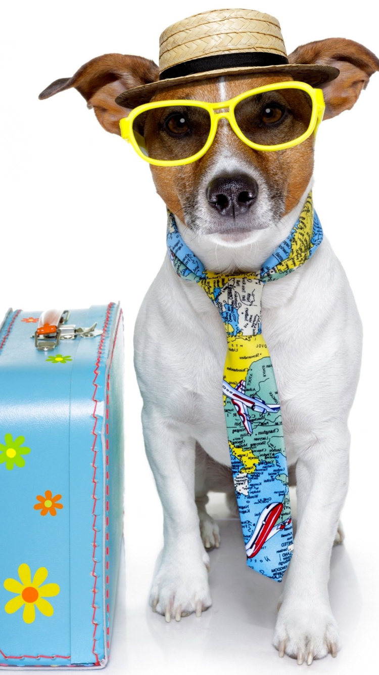 Funny dog going on holiday wallpaper 750x1334