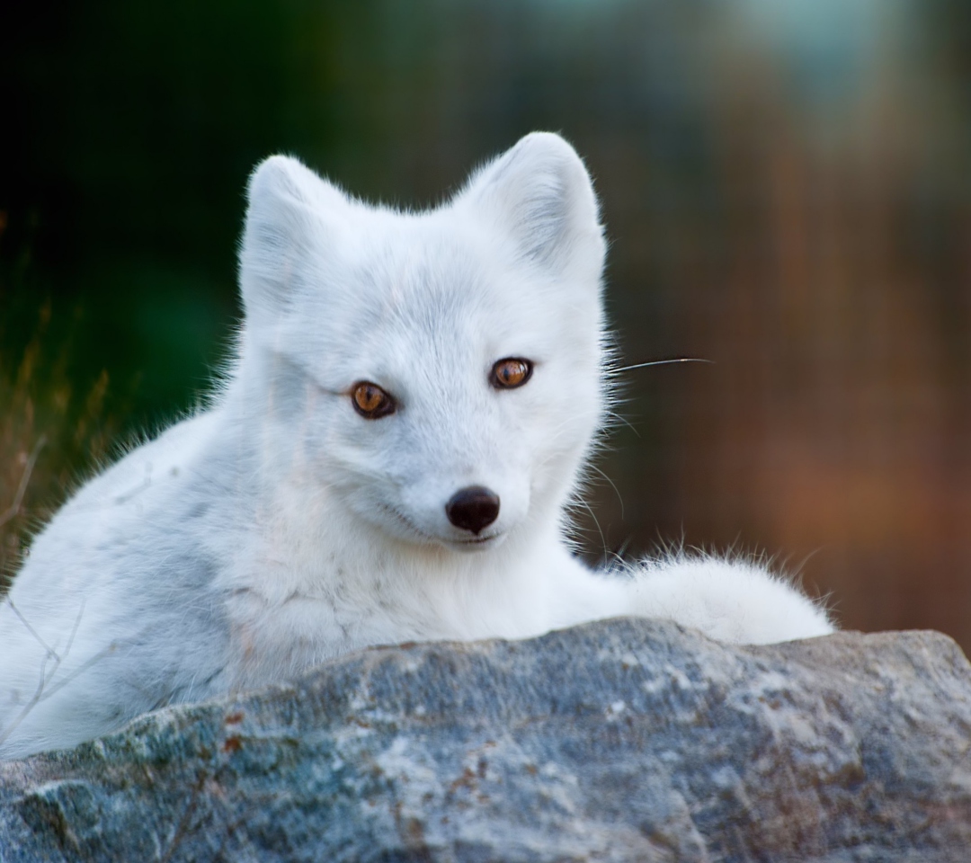 Das Arctic Fox Wallpaper 1080x960