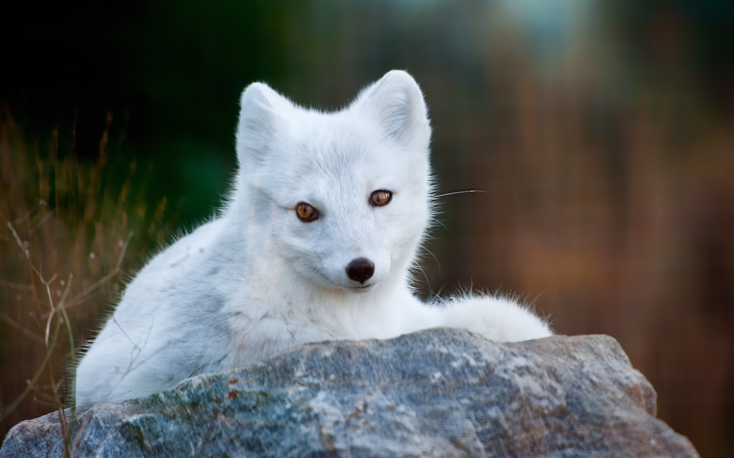 Arctic Fox wallpaper 1440x900