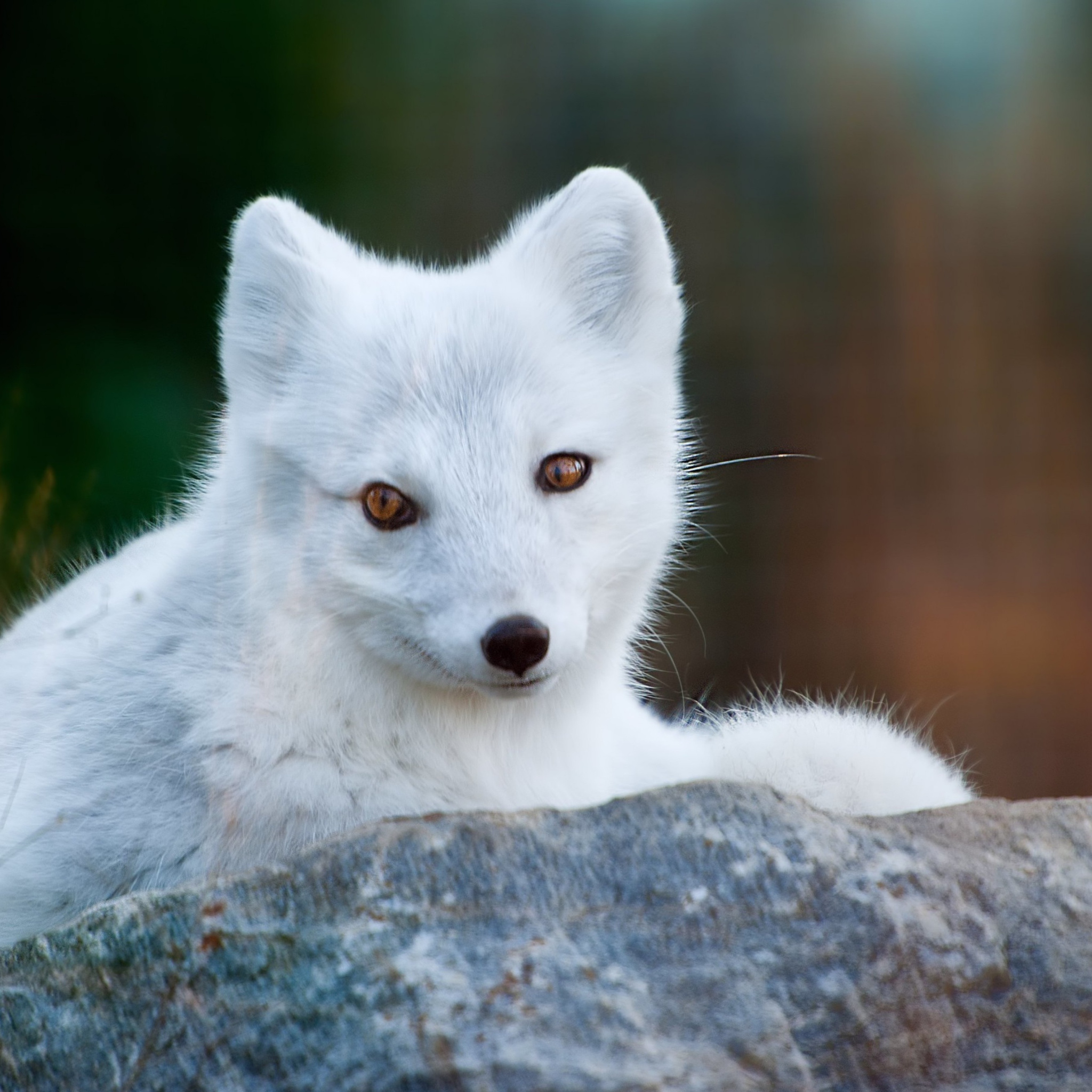 Arctic Fox screenshot #1 2048x2048