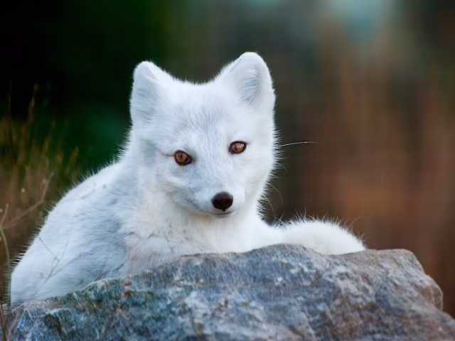 Arctic Fox wallpaper 640x480