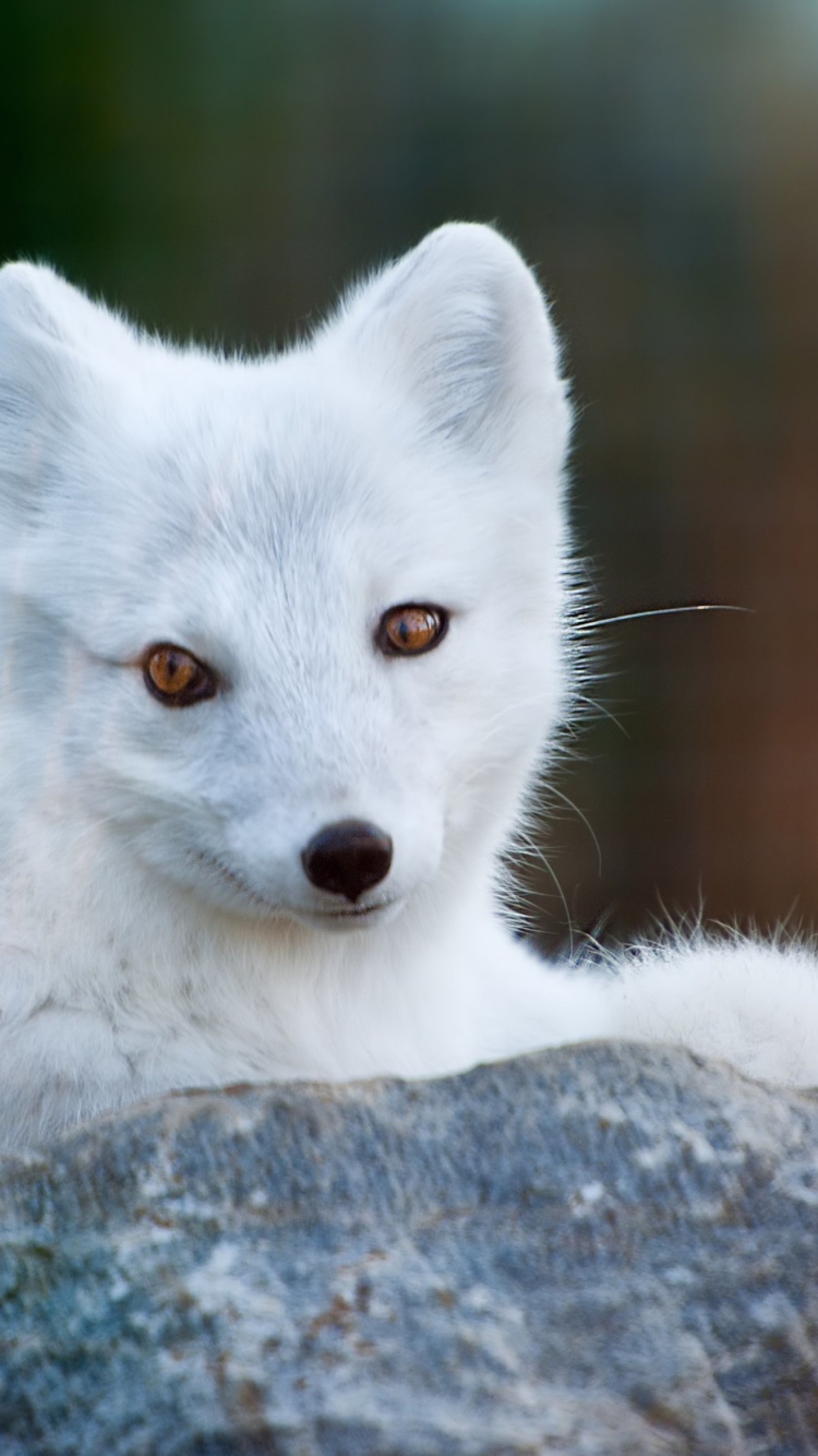 Arctic Fox wallpaper 750x1334