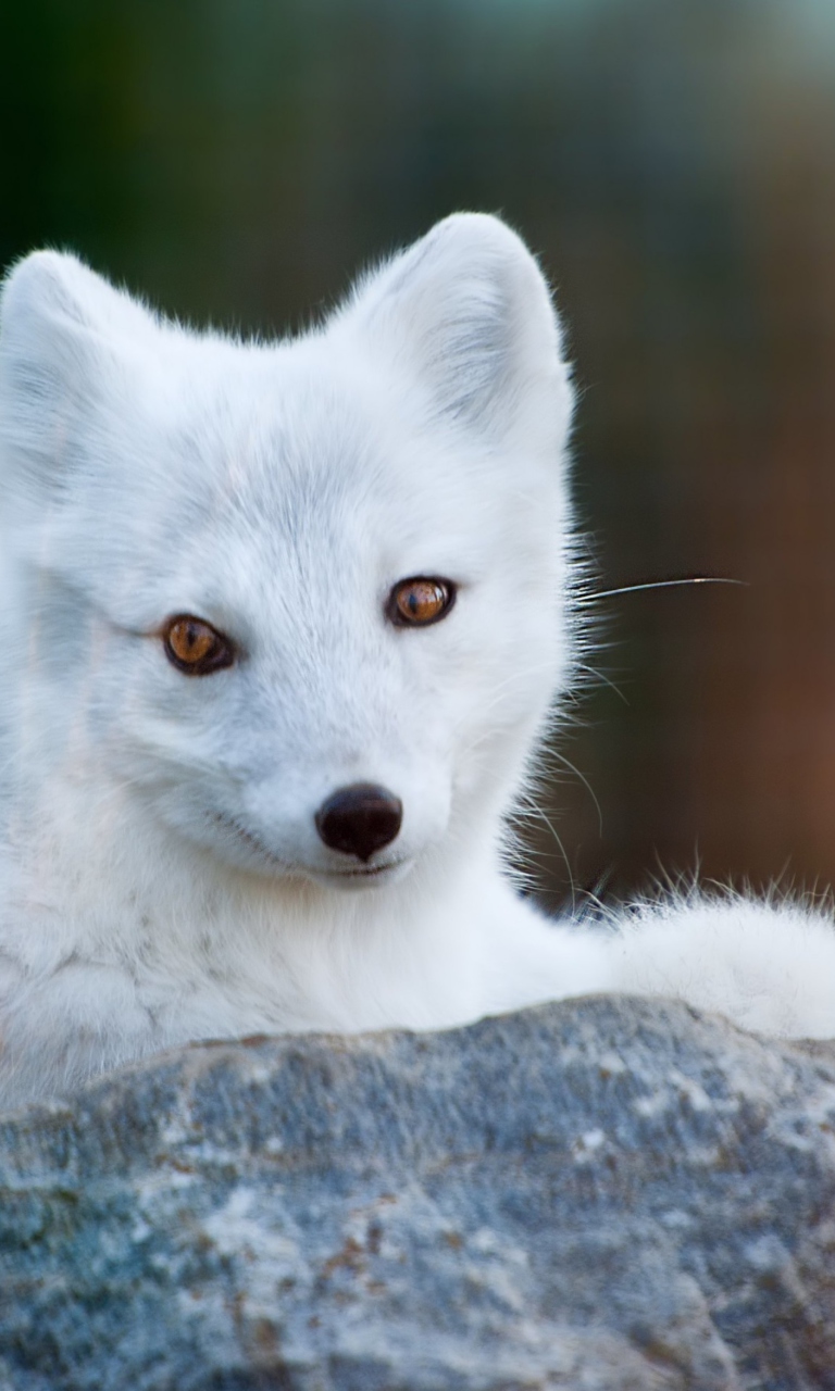 Arctic Fox wallpaper 768x1280