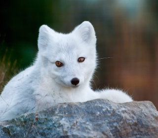 Arctic Fox sfondi gratuiti per iPad mini